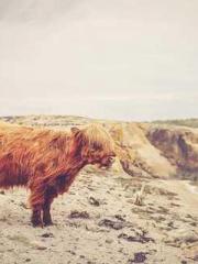 Super husband Lin Xi