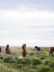 The Hardships of a D