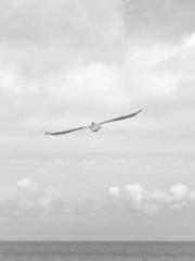 lt;lt;lt;The Peerles