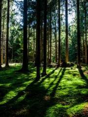 The Daring Wife of a