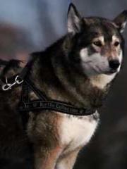 Rebirth as a Court A