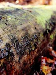 Peninsula Asteroid l